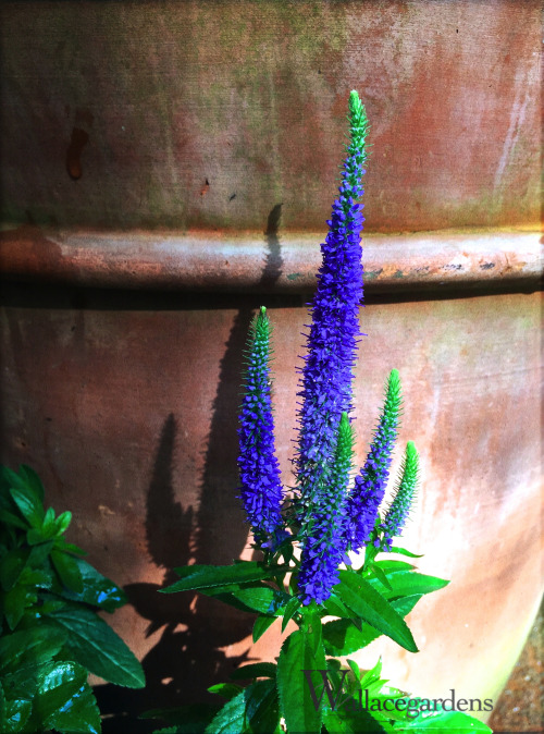 Veronica spicata ROYAL CANDLES ‘Glory’ is a deer resistant perennial attractive to butte