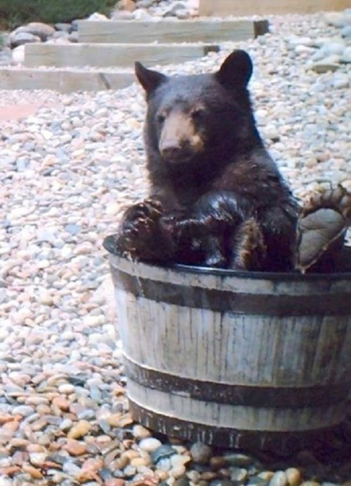 tamorapierce:Bears.  Always abscondulatin’ with your water.