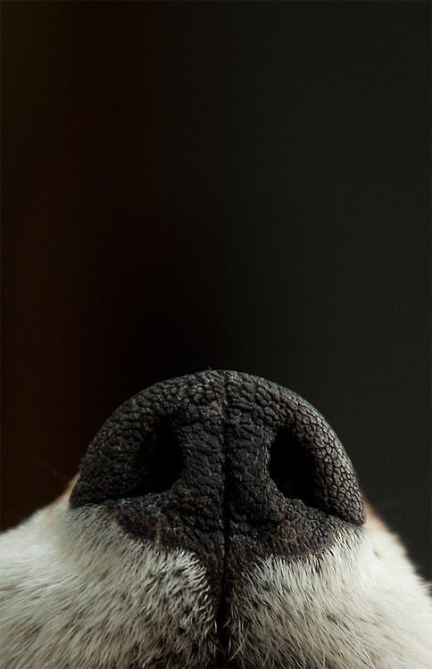 browndresswithwhitedots:    SKIA  