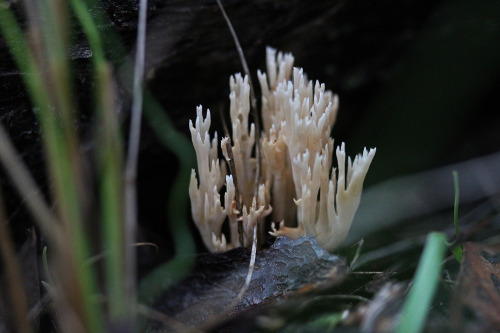 109pm: Peppery Coral Fungus Artomyces piperatus Steiglitz, Brisbane Ranges, VictoriaEarly Winter, Ju