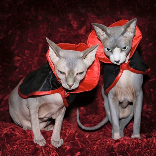 hairless-hugo:Happy Halloween![image description: a photo of two grey hairless cats in little vampir