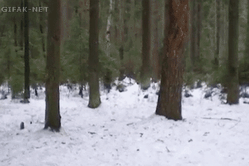 gifbinge:  Photo 
