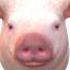 mega-pigboy