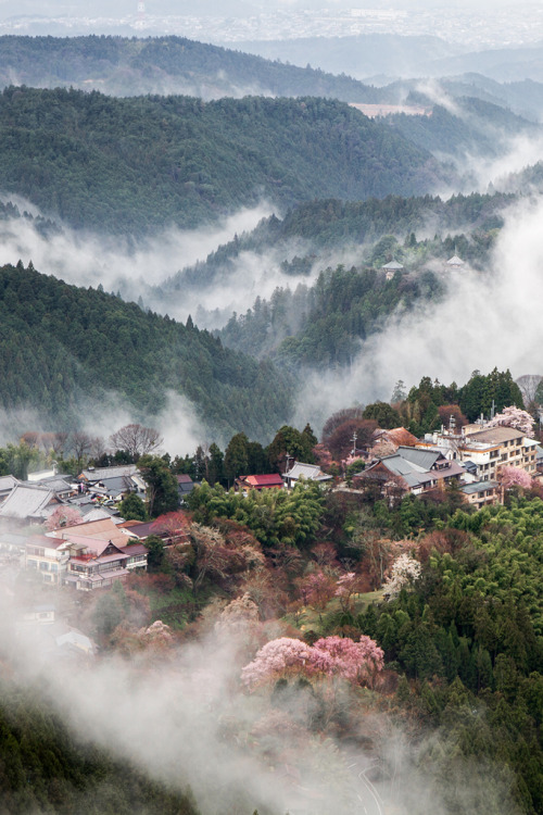 agreeing123123-deactivated20140: Within the Thousand Trees （中千本） - (By Agustin Rafael Reyes)