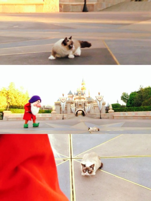 dolewhipofdisney:  Grumpy Cat Shows Her Disney Side [x] 