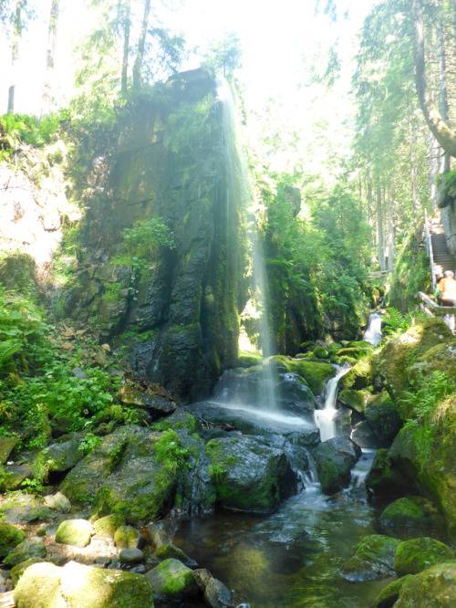 blackforestnature: The Menzenschwand waterfall.