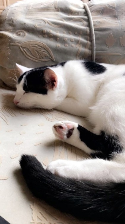 dirtymagicdeeds:Luna was the smallest of the litter, and her evil face is deceptive. She is sweet, a