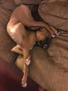 itsagifnotagif:Dogs really do sleep like adult photos