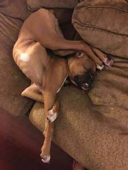 Sex itsagifnotagif:Dogs really do sleep like pictures