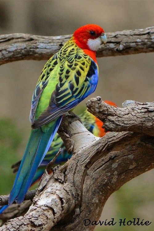 eastern rosella