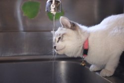 cybergata:  Kuro exploring the water faucet.