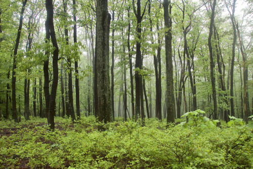 expressions-of-nature:Catoctin Mountain Park, Maryland by Christopher Cook