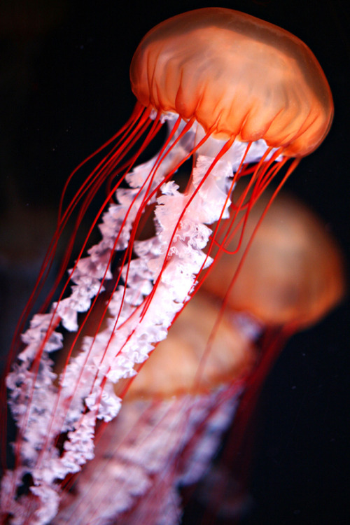 l0stship:  Jellyfish - by Jon de Guzman Jr