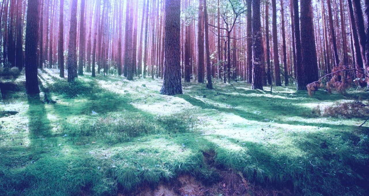 forests-and-faeries:  euphoric-mayhem:  fairy—blood:  ✧   ❀
