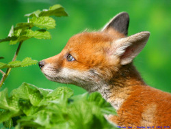 tulipnight:  Looking Foxy by law_keven on