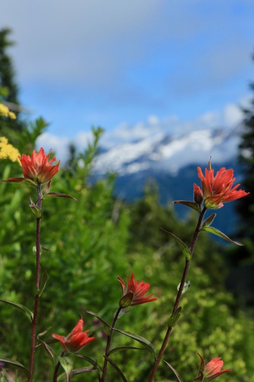 burningmine:Sourdough Mountain, July 2019