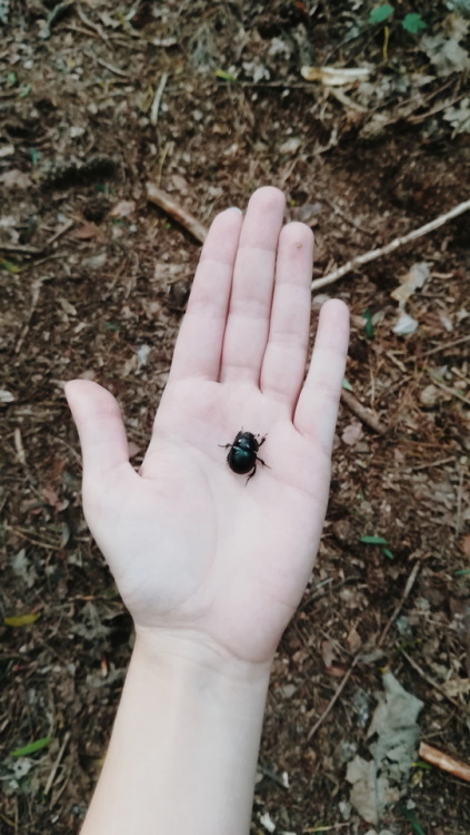 XXX poeticpeony:  While exploring the forest photo