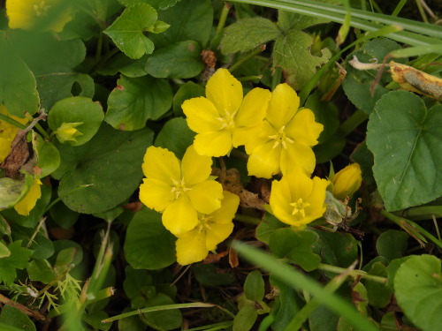 Lysimachia nummularia — moneywort a.k.a. creeping jenny