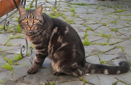 There are lots of cats in Orvieto and they look well cared for by the townfolk. This one caught our 