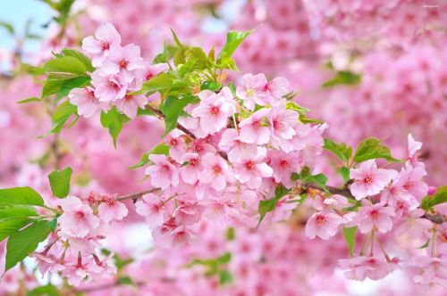 16 March 2022. Sakura blossoms (カワヅザクラ) in Tokyo, Japan 