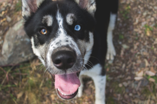 I love this pup By: Emily Hawkins