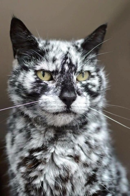 catscatscatss:This is Scrappy, born pure black and now spotted due to vitiligo (Source)Cookies n cre