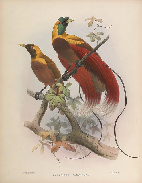 jomobimo: A monograph of the Paradiseidae or birds of paradise. [London]1873. 