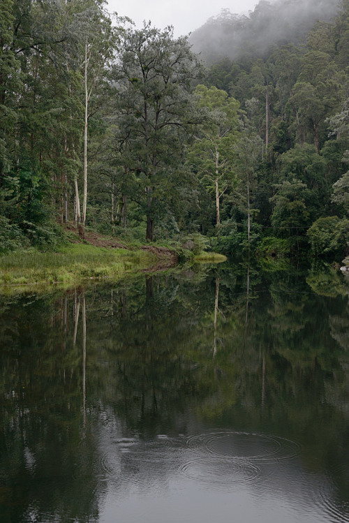 Bellinger River by GrisFroid on Flickr.
