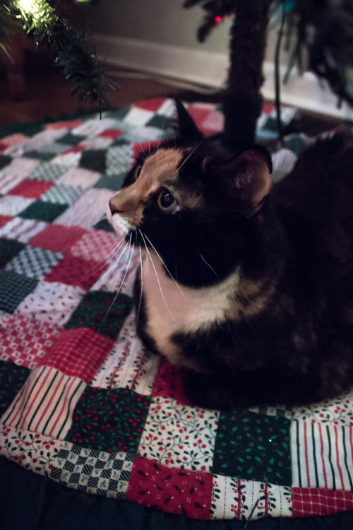 touchmysugarpie: when u been a good girl all year and just want ya dang presents 