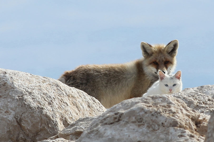 catsbeaversandducks:  The Cat and the Fox This curious pair was spotted playing by