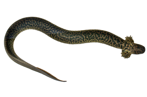 The newest named salamander in the animal kingdom: the reticulated siren.It’s eel-shaped and leopard