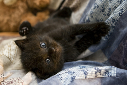 kittiesntitties.tumblr.com/post/73777808967/
