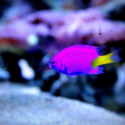 Purple fish #aquamarine #sea #water #marine #watertank #aqua #square #fish #purple #ocean #small #pa