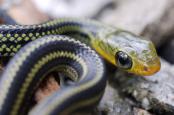 creatures-alive:  Big-eye rat snake 過山刀小蛇