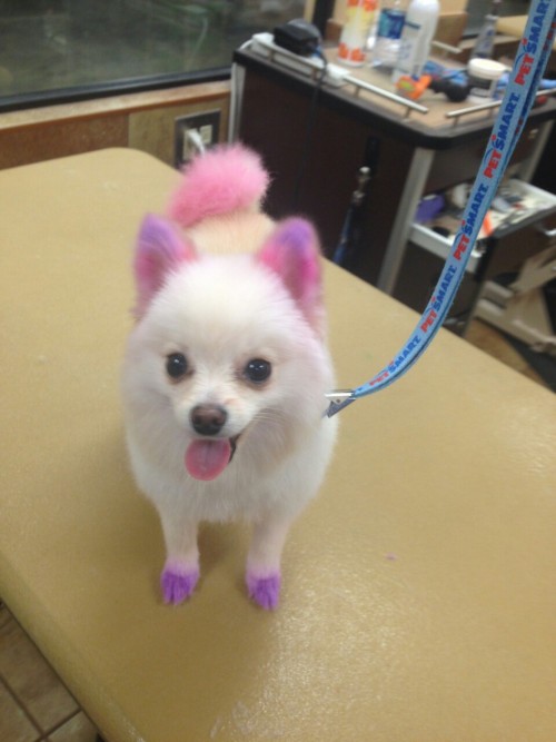 thesabbit:cavityqueen:my friend works in the grooming department at PetSmart and they just bought a 