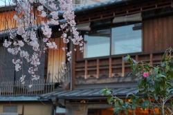 chitaka45:  祇園白川 Gion Shirakawa Kyoto 