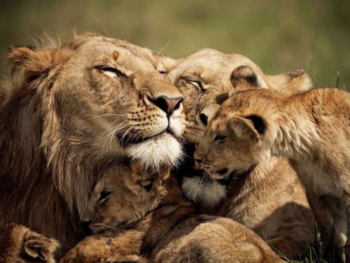 nubbsgalore:  lion cubs photographed by (click pic) jim richardson, dererck and beverly joubert, brandon harris, grégoire bouguereau and susan mcconnell. (previous posts on lions) 