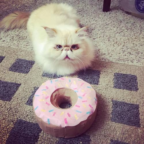 lucifurfluffypants: What do you mean it’s not edible? #fluffypantsdaily #fbf #catsofinstagram 