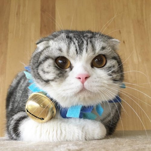 pet-corner:  Serious cat 