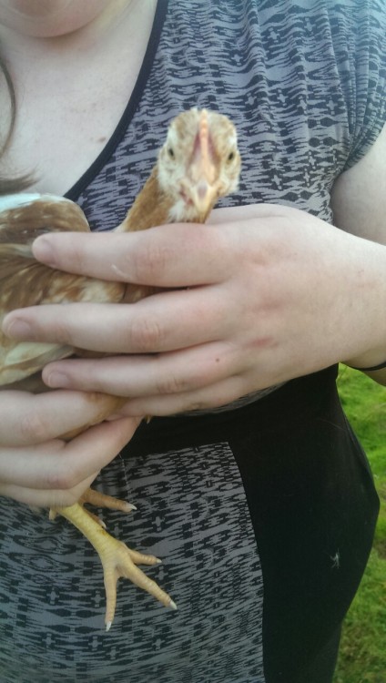 leanai-dearmad:  Chickens for Zooz  adult photos