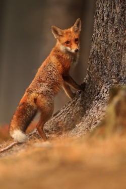 beautiful-wildlife:  Fox by Helena Kuchynková