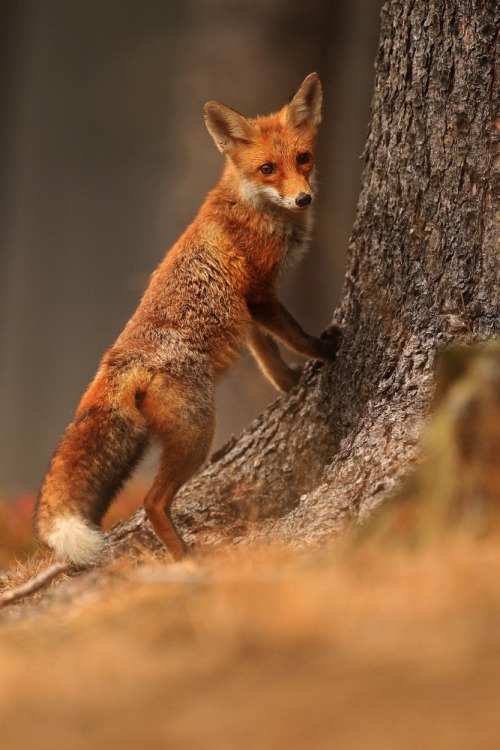 beautiful-wildlife:  Fox by Helena Kuchynková 