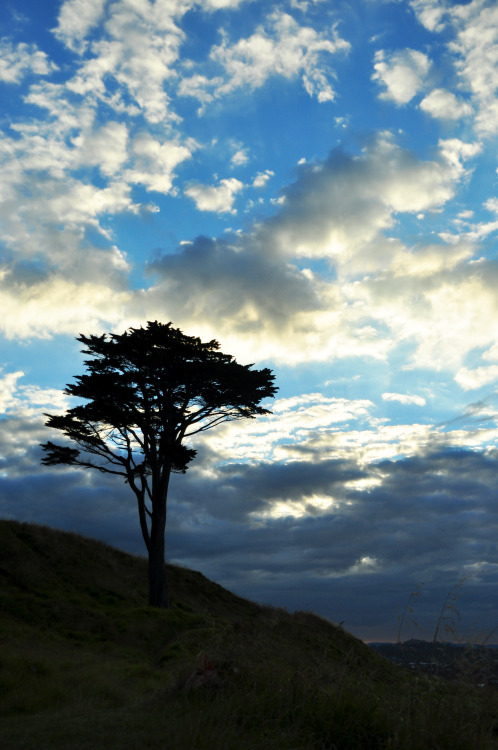 “I think I shall never see,A poem lovely as a tree”– Tree, Joyce KilmerMount Wellington,