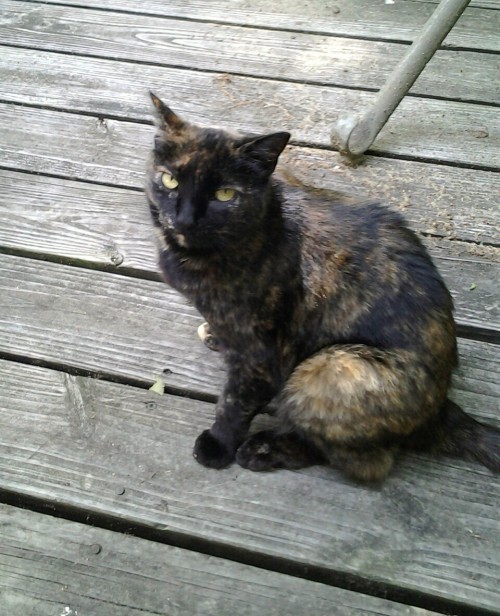 My pretty kitty Patches. She’s a tortie. She’s so lovable! (submitted by sweetyungthinga