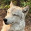 bravewolf22