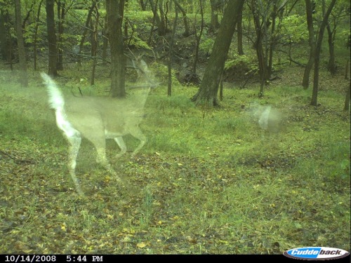labete-du-gevaudan: Ghost Deer are commonly seen at Mount Eddy in California but are sometimes seen 
