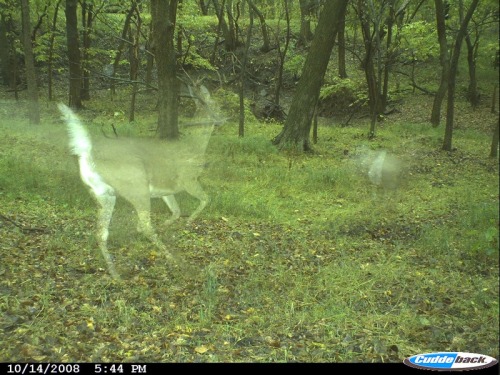 labete-du-gevaudan:Ghost Deer are commonly seen at Mount Eddy in California but are sometimes seen a