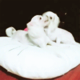 seokjjang:  Byungstagram (´･ω･`) 