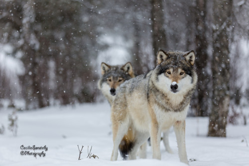 morethanphotography:  Wolves in falling snow by nemi1968