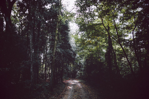 elenamorelli:  { into the forest // darkness and light and bokeh }-october edition- 